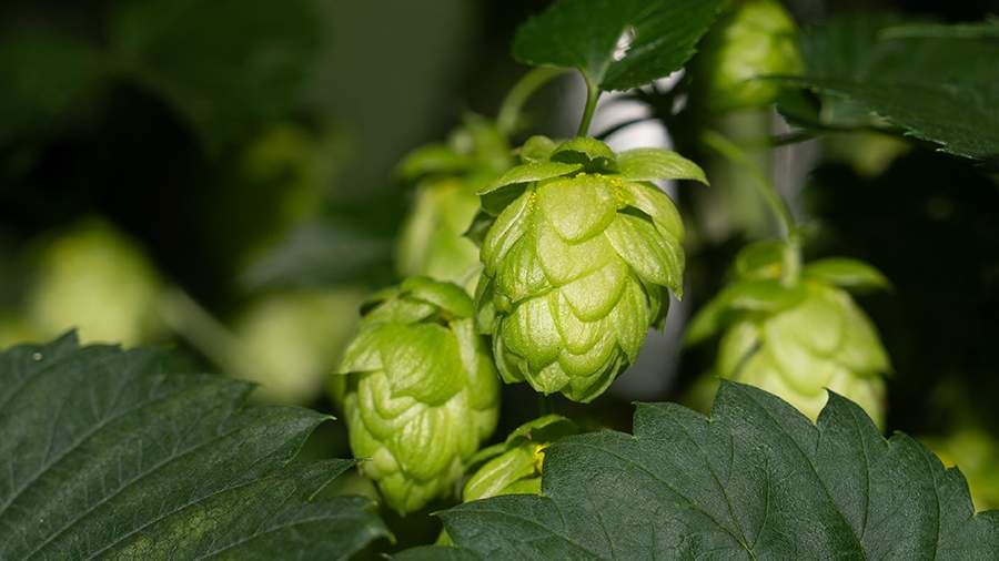 &laquo;Балтика&raquo; займется выращиванием хмеля под собственным брендом