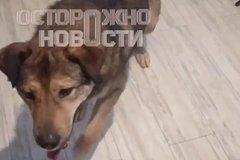 Неизвестные расправились с собаками россиянина и избили его